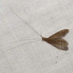 Oecetis