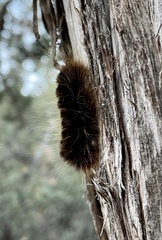 Phaegopterina
