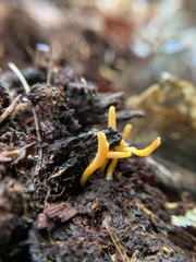 Calocera cornea