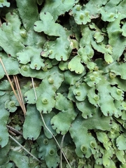 Conocephalum conicum