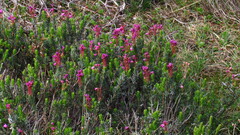 Phyllodoce empetriformis