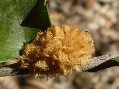 Heteroecus melanoderma