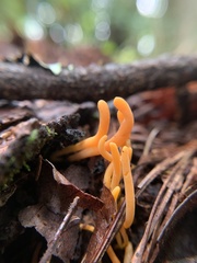 Calocera cornea