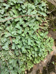 Conocephalum conicum