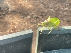 Pterophylla camellifolia