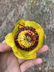 Nuphar polysepala