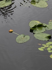 Nuphar polysepala