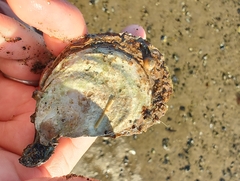 Ostrea chilensis