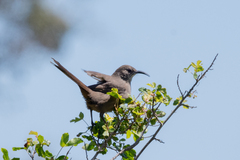 Toxostoma redivivum