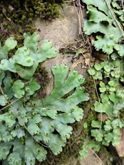 Conocephalum conicum