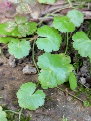 Hydrocotyle sibthorpioides