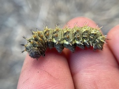 Nymphalini
