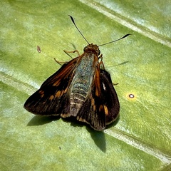 Cephrenes augiades