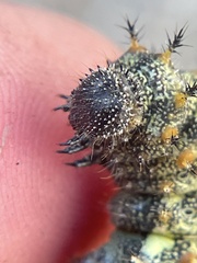 Nymphalini
