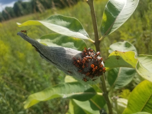Large Milkweed Bug photographed in Indiana