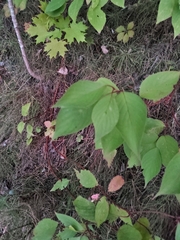Cornus rugosa