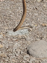 Thamnophis couchii