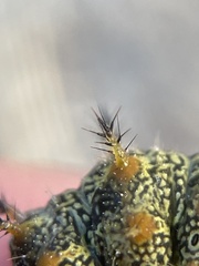 Nymphalini