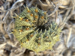 Nymphalini
