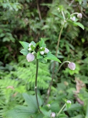Eriocapitella vitifolia