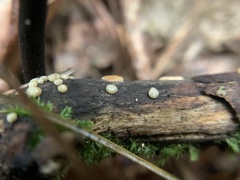 Chlorosplenium chlora