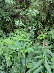 Eriocapitella vitifolia