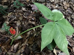 Arisaema quinatum