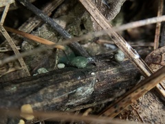 Chlorosplenium chlora