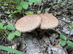 Suillus spraguei