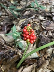 Arisaema quinatum