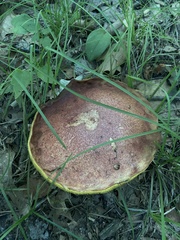 Boletaceae