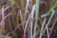 Phidippus cardinalis