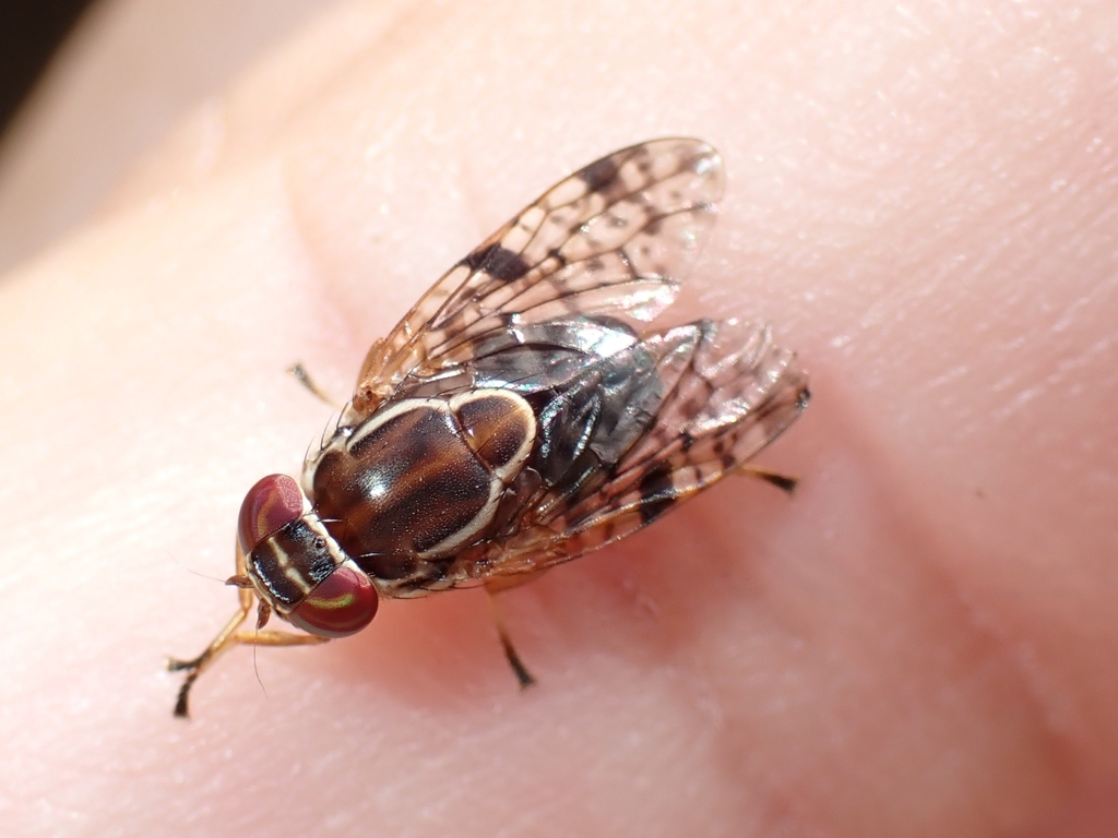 Picture-winged fly