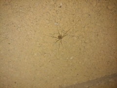 Leptobunus