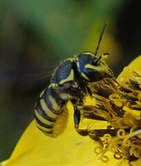 Paranthidium jugatorium