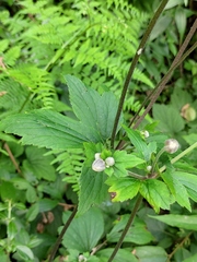 Eriocapitella vitifolia