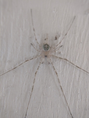 Neotama mexicana