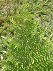 Pteridium aquilinum pseudocaudatum