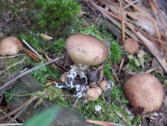 Scleroderma areolatum