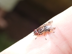 Scholastes bimaculatus