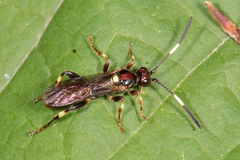 Cratichneumon