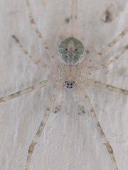 Neotama mexicana