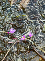 Utricularia purpurea