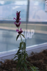 Agastache mexicana