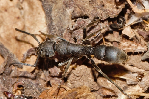 Platythyrea cribrinodis