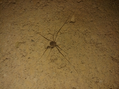 Leptobunus