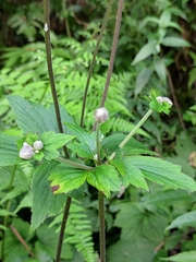 Eriocapitella vitifolia