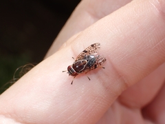 Scholastes bimaculatus