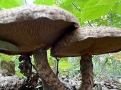 Suillus spraguei