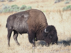 Bison bison